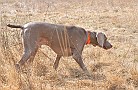 slides/dcwc-090321_48_DSC_3649.jpg  DC Weimaraner Club - 2009 Spring Hunt Test