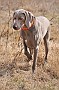 slides/dcwc-090321_49_DSC_3652.jpg  DC Weimaraner Club - 2009 Spring Hunt Test