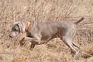 slides/dcwc-090321_50_DSC_3666.jpg  DC Weimaraner Club - 2009 Spring Hunt Test