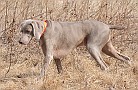 slides/dcwc-090321_51_DSC_3669.jpg  DC Weimaraner Club - 2009 Spring Hunt Test