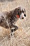 slides/dcwc-090321_52_DSC_3675.jpg  DC Weimaraner Club - 2009 Spring Hunt Test