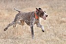 slides/dcwc-090321_54_DSC_3688.jpg  DC Weimaraner Club - 2009 Spring Hunt Test
