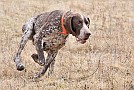 slides/dcwc-090321_55_DSC_3691.jpg  DC Weimaraner Club - 2009 Spring Hunt Test