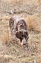 slides/dcwc-090321_56_DSC_3697.jpg  DC Weimaraner Club - 2009 Spring Hunt Test