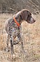 slides/dcwc-090321_57_DSC_3702.jpg  DC Weimaraner Club - 2009 Spring Hunt Test