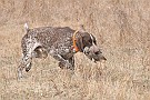 slides/dcwc-090321_58_DSC_3706.jpg  DC Weimaraner Club - 2009 Spring Hunt Test