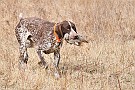 slides/dcwc-090321_59_DSC_3707.jpg  DC Weimaraner Club - 2009 Spring Hunt Test