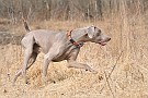 slides/dcwc-090321_60_DSC_3720.jpg  DC Weimaraner Club - 2009 Spring Hunt Test