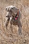 slides/dcwc-090321_61_DSC_3723.jpg  DC Weimaraner Club - 2009 Spring Hunt Test