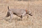 slides/dcwc-090321_62_DSC_3726.jpg  DC Weimaraner Club - 2009 Spring Hunt Test