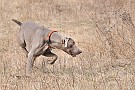 slides/dcwc-090321_63_DSC_3731.jpg  DC Weimaraner Club - 2009 Spring Hunt Test