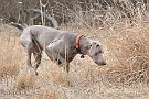 slides/dcwc-090321_64_DSC_3742.jpg  DC Weimaraner Club - 2009 Spring Hunt Test