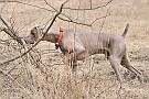 slides/dcwc-090321_65_DSC_3748.jpg  DC Weimaraner Club - 2009 Spring Hunt Test