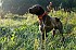 slides/mdgspc-20090913_01_DSC_5313.jpg  Mason-Dixon German Shorthaired Pointer Club - Fall 2009 Training Day