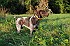 slides/mdgspc-20090913_02_DSC_5315.jpg  Mason-Dixon German Shorthaired Pointer Club - Fall 2009 Training Day
