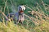 slides/mdgspc-20090913_03_DSC_5324.jpg  Mason-Dixon German Shorthaired Pointer Club - Fall 2009 Training Day