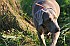 slides/mdgspc-20090913_04_DSC_5327.jpg  Mason-Dixon German Shorthaired Pointer Club - Fall 2009 Training Day