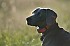 slides/mdgspc-20090913_05_DSC_5330.jpg  Mason-Dixon German Shorthaired Pointer Club - Fall 2009 Training Day
