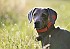 slides/mdgspc-20090913_06_DSC_5331.jpg  Mason-Dixon German Shorthaired Pointer Club - Fall 2009 Training Day