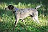 slides/mdgspc-20090913_08_DSC_5343.jpg  Mason-Dixon German Shorthaired Pointer Club - Fall 2009 Training Day