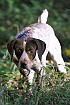 slides/mdgspc-20090913_09_DSC_5348.jpg  Mason-Dixon German Shorthaired Pointer Club - Fall 2009 Training Day