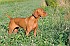 slides/mdgspc-20090913_10_DSC_5355.jpg  Mason-Dixon German Shorthaired Pointer Club - Fall 2009 Training Day