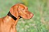 slides/mdgspc-20090913_11_DSC_5356.jpg  Mason-Dixon German Shorthaired Pointer Club - Fall 2009 Training Day