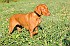 slides/mdgspc-20090913_12_DSC_5360.jpg  Mason-Dixon German Shorthaired Pointer Club - Fall 2009 Training Day