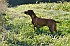 slides/mdgspc-20090913_13_DSC_5361.jpg  Mason-Dixon German Shorthaired Pointer Club - Fall 2009 Training Day