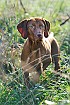 slides/mdgspc-20090913_14_DSC_5363.jpg  Mason-Dixon German Shorthaired Pointer Club - Fall 2009 Training Day