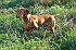 slides/mdgspc-20090913_15_DSC_5364.jpg  Mason-Dixon German Shorthaired Pointer Club - Fall 2009 Training Day