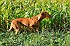 slides/mdgspc-20090913_16_DSC_5369.jpg  Mason-Dixon German Shorthaired Pointer Club - Fall 2009 Training Day