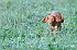 slides/mdgspc-20090913_19_DSC_5380.jpg  Mason-Dixon German Shorthaired Pointer Club - Fall 2009 Training Day