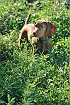 slides/mdgspc-20090913_20_DSC_5384.jpg  Mason-Dixon German Shorthaired Pointer Club - Fall 2009 Training Day