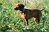 slides/mdgspc-20090913_23_DSC_5391.jpg  Mason-Dixon German Shorthaired Pointer Club - Fall 2009 Training Day