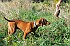 slides/mdgspc-20090913_24_DSC_5392.jpg  Mason-Dixon German Shorthaired Pointer Club - Fall 2009 Training Day