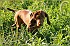 slides/mdgspc-20090913_26_DSC_5396.jpg  Mason-Dixon German Shorthaired Pointer Club - Fall 2009 Training Day