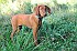 slides/mdgspc-20090913_28_DSC_5401.jpg  Mason-Dixon German Shorthaired Pointer Club - Fall 2009 Training Day