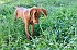 slides/mdgspc-20090913_29_DSC_5412.jpg  Mason-Dixon German Shorthaired Pointer Club - Fall 2009 Training Day