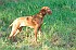slides/mdgspc-20090913_30_DSC_5422.jpg  Mason-Dixon German Shorthaired Pointer Club - Fall 2009 Training Day