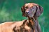 slides/mdgspc-20090913_31_DSC_5425.jpg  Mason-Dixon German Shorthaired Pointer Club - Fall 2009 Training Day