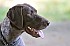 slides/mdgspc-20090913_33_DSC_5433.jpg  Mason-Dixon German Shorthaired Pointer Club - Fall 2009 Training Day