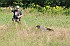 slides/mdgspc-20090913_34_DSC_5449.jpg  Mason-Dixon German Shorthaired Pointer Club - Fall 2009 Training Day