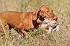 slides/mdgspc-20090913_37_DSC_5461.jpg  Mason-Dixon German Shorthaired Pointer Club - Fall 2009 Training Day