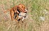 slides/mdgspc-20090913_38_DSC_5462.jpg  Mason-Dixon German Shorthaired Pointer Club - Fall 2009 Training Day
