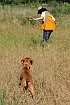 slides/mdgspc-20090913_39_DSC_5465.jpg  Mason-Dixon German Shorthaired Pointer Club - Fall 2009 Training Day