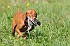 slides/mdgspc-20090913_43_DSC_5476.jpg  Mason-Dixon German Shorthaired Pointer Club - Fall 2009 Training Day