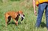 slides/mdgspc-20090913_44_DSC_5478.jpg  Mason-Dixon German Shorthaired Pointer Club - Fall 2009 Training Day