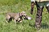 slides/mdgspc-20090913_47_DSC_5483.jpg  Mason-Dixon German Shorthaired Pointer Club - Fall 2009 Training Day
