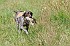 slides/mdgspc-20090913_57_DSC_5507.jpg  Mason-Dixon German Shorthaired Pointer Club - Fall 2009 Training Day